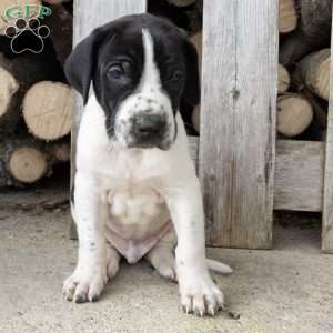 Houston, Great Dane Puppy